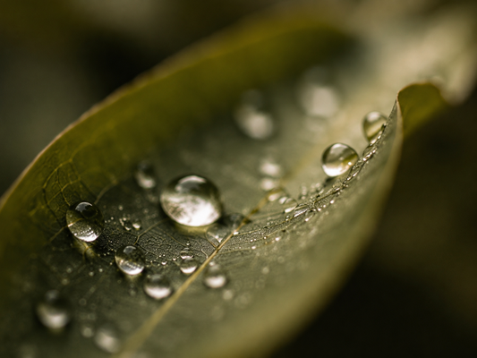 Dew of Silence™